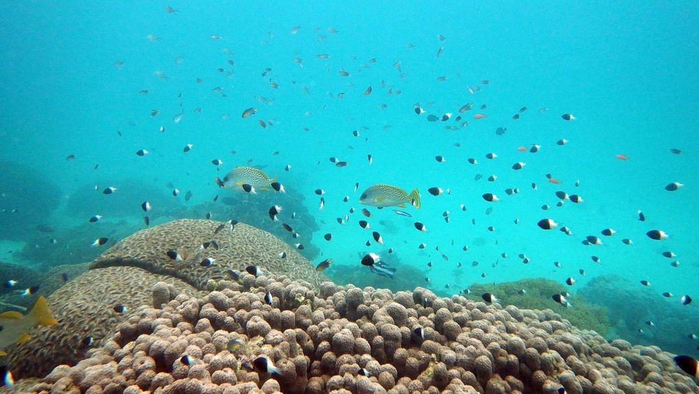 BM, okyanuslardaki biyoçeşitliliği korumak için ‘nesilde bir kez yapılacak’ anlaşmayı kabul etti