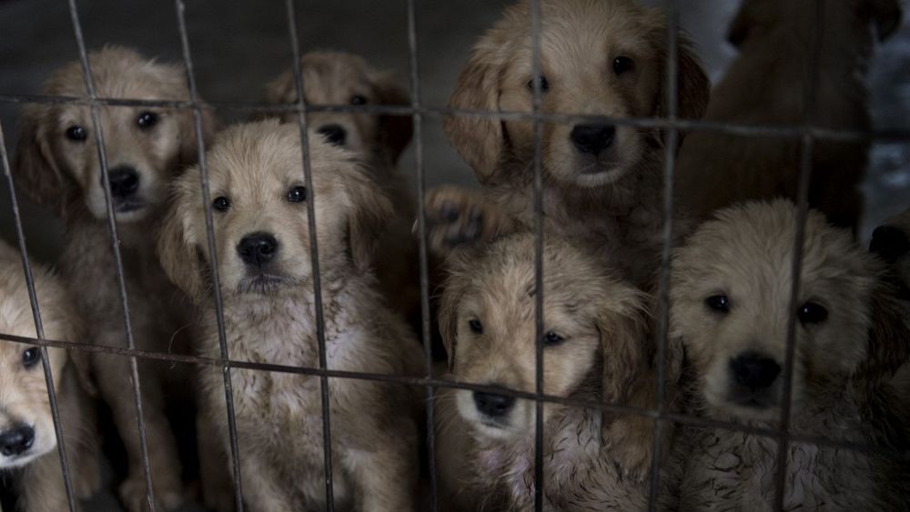 İspanya evcil hayvan istismarına karşı yaşamayı yasakladı