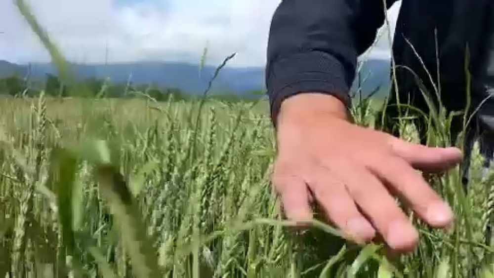 Gürcü buğday çiftçileri, yeni hasat yaklaşırken yeni zorluklarla karşı karşıya