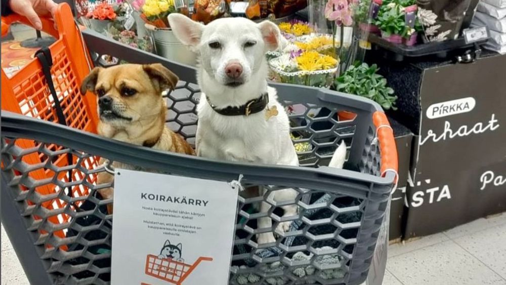 Finlandiya’daki süpermarket, köpek müşterileri için özel arabalarla köpekleri gezdiriyor