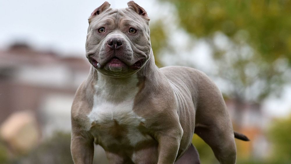 İngiltere hükümeti şiddetli saldırının ardından American Bully XL köpeğini yasaklamayı düşünüyor