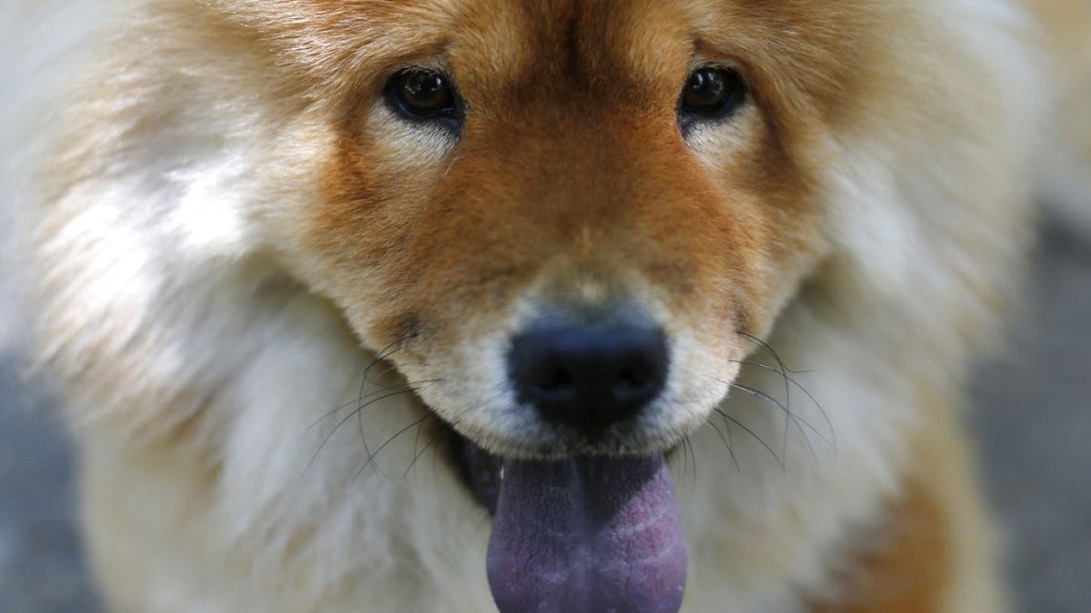 Yeni ötenazi yasasının ardından Rusya’da başıboş köpekleri kurtarmak için yarıştı