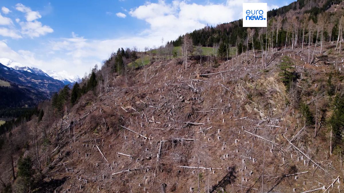 Avusturya’nın Tirol ormanındaki ağaçlandırmaya dronelar yardım ediyor