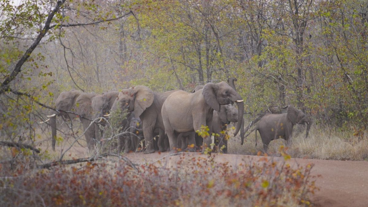 Gıda güvensizliği nedeniyle Zimbabwe, 200 filinlik yiyecek olarak itlaf düzenlenecektir