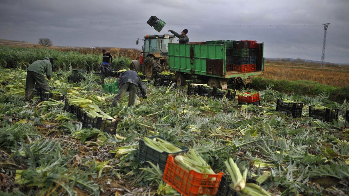 İspanyol çiftçiler Mercosur’a saldırı: “Avrupa tarımına son verecekler”