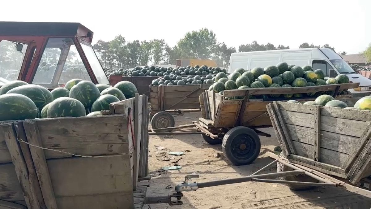 Karpuz bolluğu Rumen çiftçisini zor durumda bırakıyor