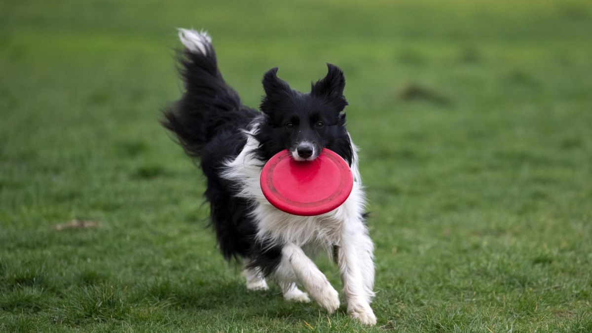 Köpeklerin konuştuğunuzda anlıyorlar – uzatıyorlar